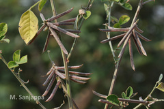 Indigofera trita var. marginulata